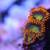 reef coral SPS, LPS, Zoas 5 thumbnail