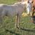 GRADE PALOMINO STUD COLT 3 thumbnail