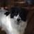Border Collie Austrailian Shepards (Border Aussie) 5 thumbnail