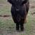 Highland Bull Calf 4 thumbnail