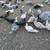 Muscovy Males 4 thumbnail