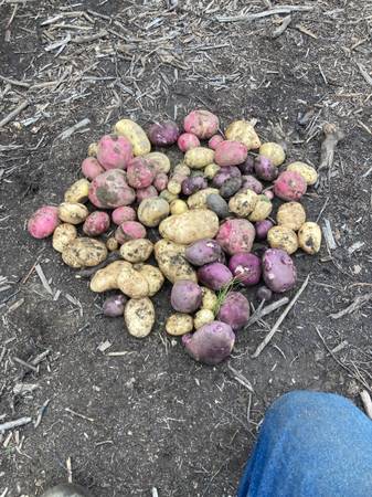 U-pick Potatoes 1