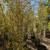 Black Bamboo 🎍 7 thumbnail
