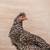 Hens chicken 2 thumbnail