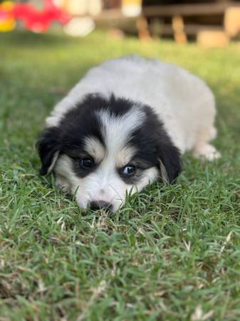Free puppies (Hillsboro)63660350055427123