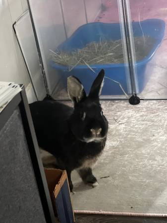 Rabbit63487045379329122