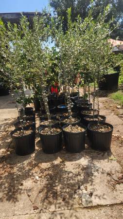 Arbequina Olive trees 1