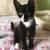 Young kitten has a hope to be adopted 1 thumbnail