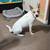 Rehoming jack Russell mix 1 thumbnail