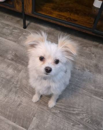 Free Maltese Pomeranian (Alameda)63852312476931121
