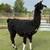 Gentle Giant Female Llama 2 thumbnail