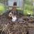 Chickens 2 thumbnail