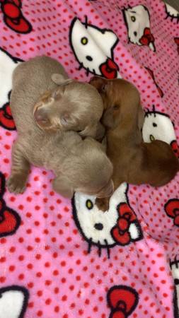 Cachorros de Dachshund63667812861569120