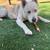 Rehoming 2 dogs 6 thumbnail