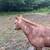 Bred mini mare- Christmas pony 14 thumbnail