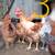Buff orpinton x Crested cream legbar roosters 9 thumbnail