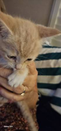 Kittens kitten free to good home (Elk Grove)63962573659138121