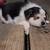 Beautiful cow dogs 6 thumbnail