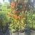 Magnolia trees 5 thumbnail