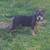 American bully puppy 2 thumbnail