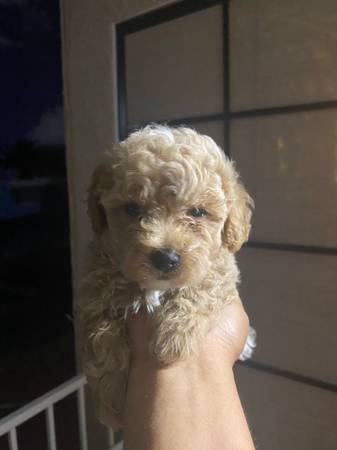 Apricot… (Las Vegas)63907184111234121