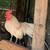 Chickens for sale - Old English Opal Pair 3 thumbnail