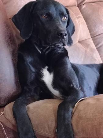 Beautiful Weimaraner/lab (Wichita)64312248835457120