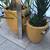 Ponytail palm & Haworthia succulents in 2 matching ceramic pots 5 thumbnail