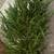 Out of season Home Depot Layland evergreen trees 2 thumbnail