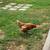 Hens/Chickens 1 thumbnail
