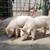 Feeder Pigs 2 thumbnail