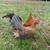 Blue Reds Old English Game Bantam Chickens 3 thumbnail