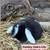 Holland Lop Bunnies 6 thumbnail