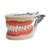 Dentistry: Articulated Dental Model With 32 Removable Teeth - Hard Gum 1 thumbnail