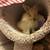 Female rabbit looking 4 loving forever home 15 thumbnail