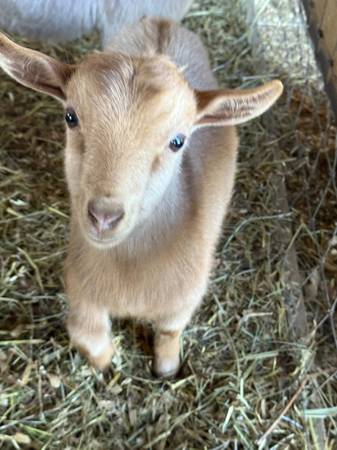 Nigerian Dwarf Goat Bucklings 1