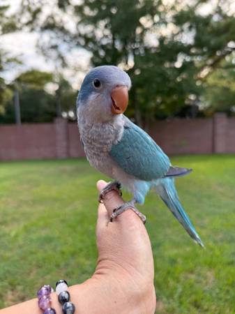 Blue Quaker baby Katy TX 77450 (Katy)63859317500673123