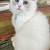 Kitty SmMile 1 thumbnail