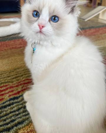 Kitty SmMile 1