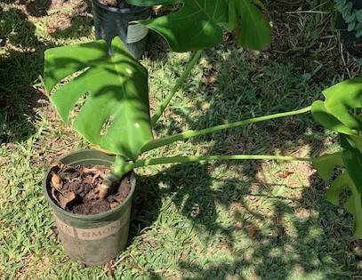 Monstera Deliciosa Split Leaf Philodendron (Swiss Cheese) Rooted Plant 1