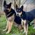 German shepherd cross puppies 1 thumbnail