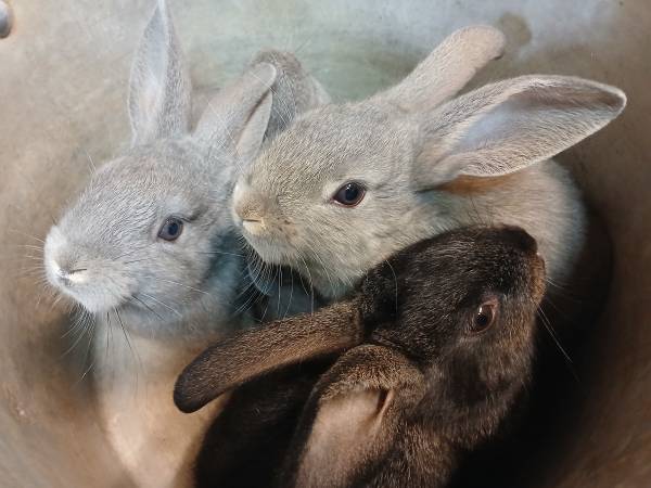 Hoppy Pet! (Anchorage)63981298235138120