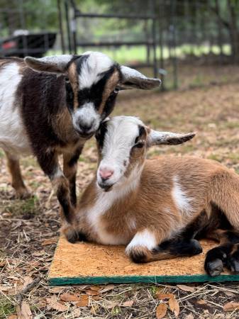 Nigerian dwarf wethers 1