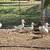 Crested Pekin ducks 2 thumbnail