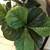 Live-like Artificial silk Fiddle Leaf Tree 2 thumbnail