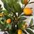 Artificial Lemon Trees - NEW 2 thumbnail