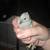 4 button quail 3 thumbnail