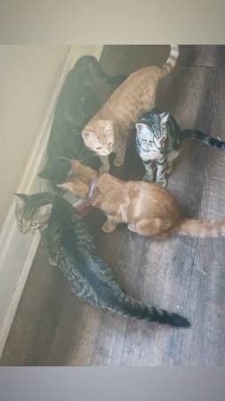 Kittens Up For Adoption (Cleveland)63939179356802120
