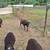 Sheep 3 thumbnail
