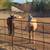Horse Boarding in far East Mesa 5 thumbnail